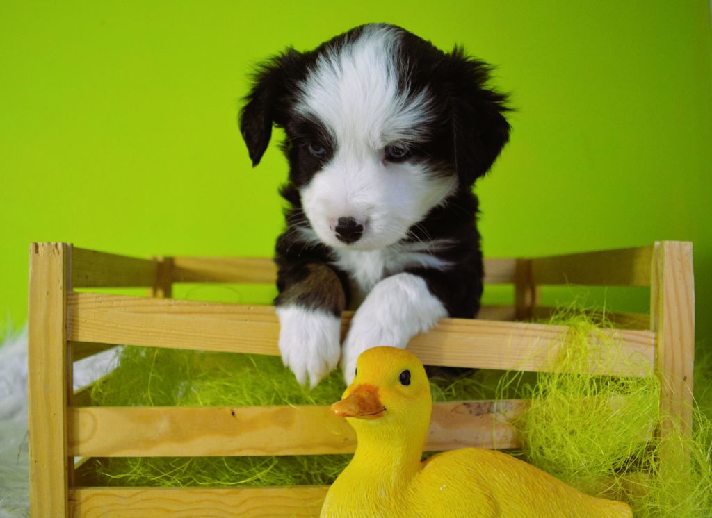 The Wolf In The Valley - Chiots disponibles - Berger Américain Miniature 