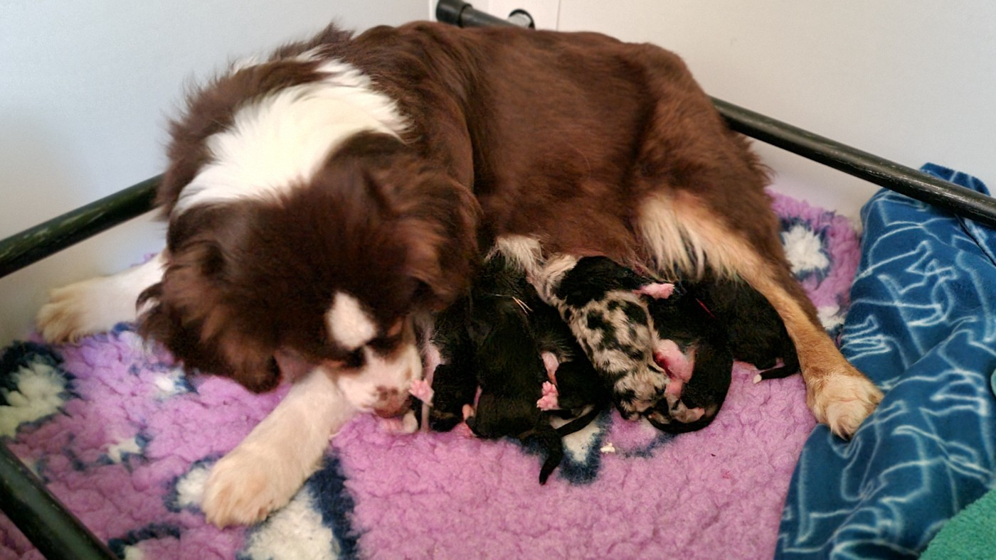 Chiot Berger Américain Miniature  The Wolf In The Valley