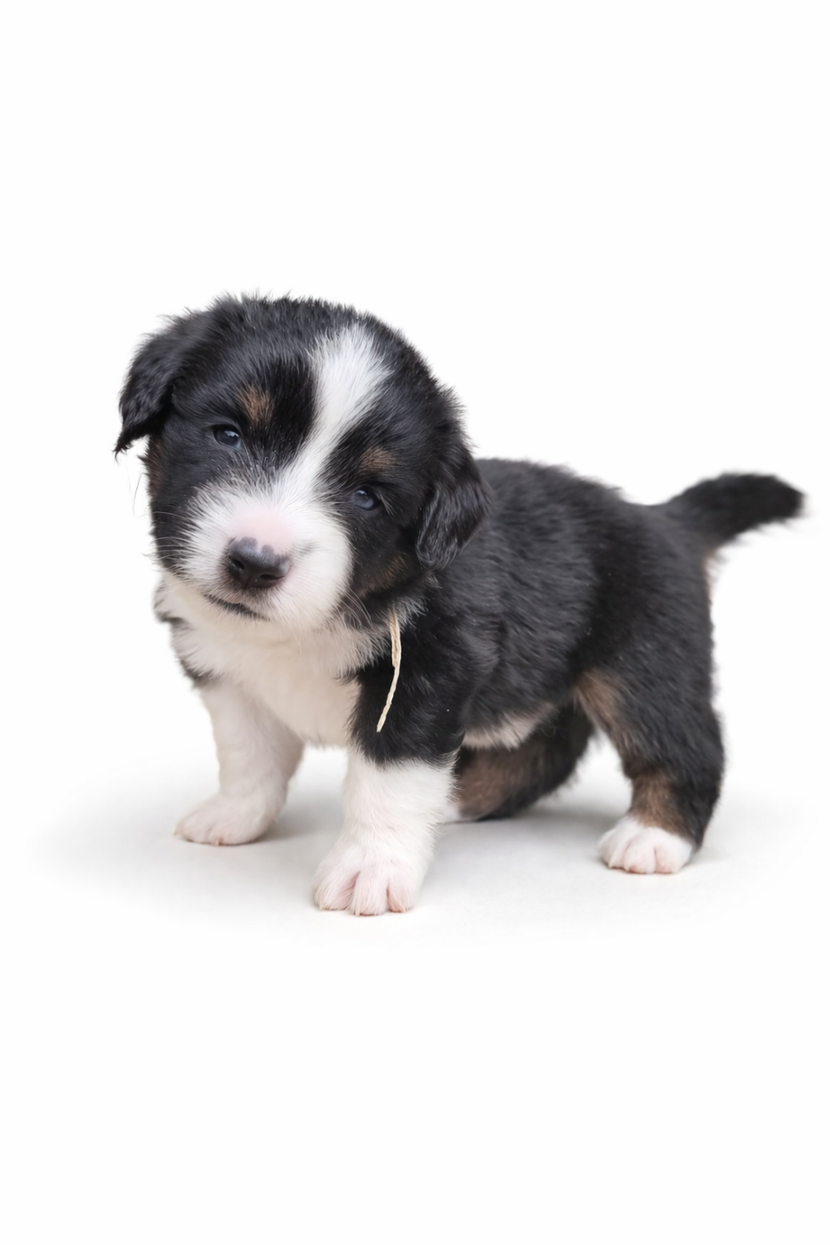 The Wolf In The Valley - Chiots disponibles - Berger Américain Miniature 