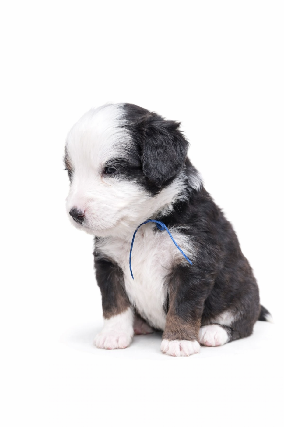 The Wolf In The Valley - Chiots disponibles - Berger Américain Miniature 