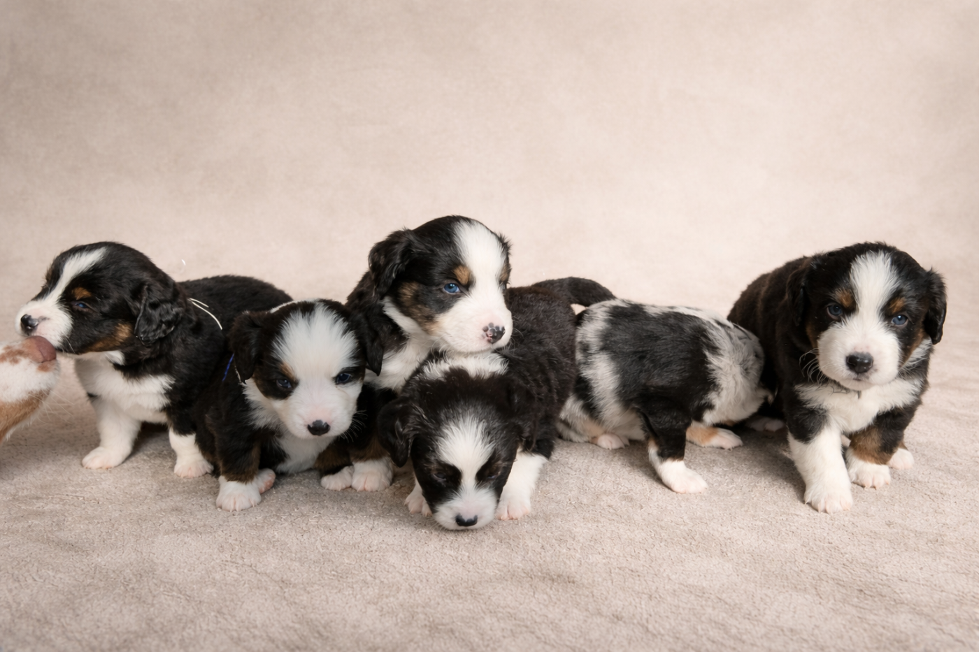 Chiot Berger Américain Miniature  The Wolf In The Valley