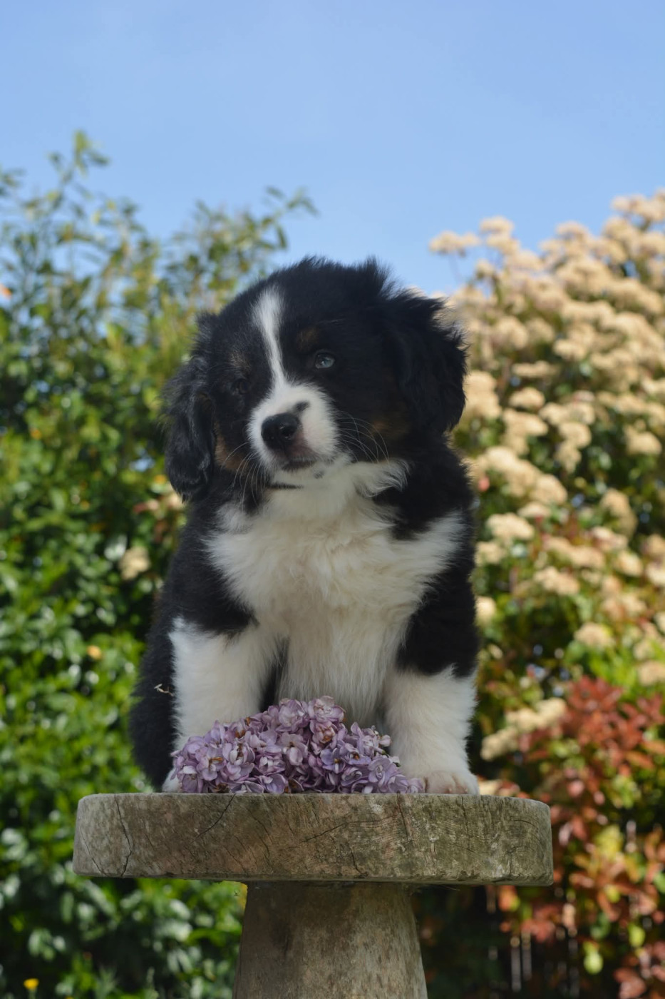 The Wolf In The Valley - Chiots disponibles - Berger Américain Miniature 