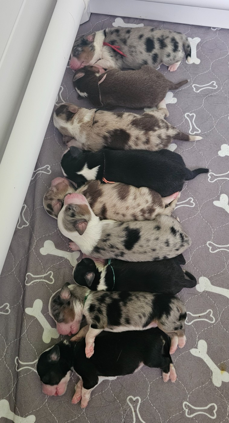 The Wolf In The Valley - Chiots disponibles - Berger Américain Miniature 