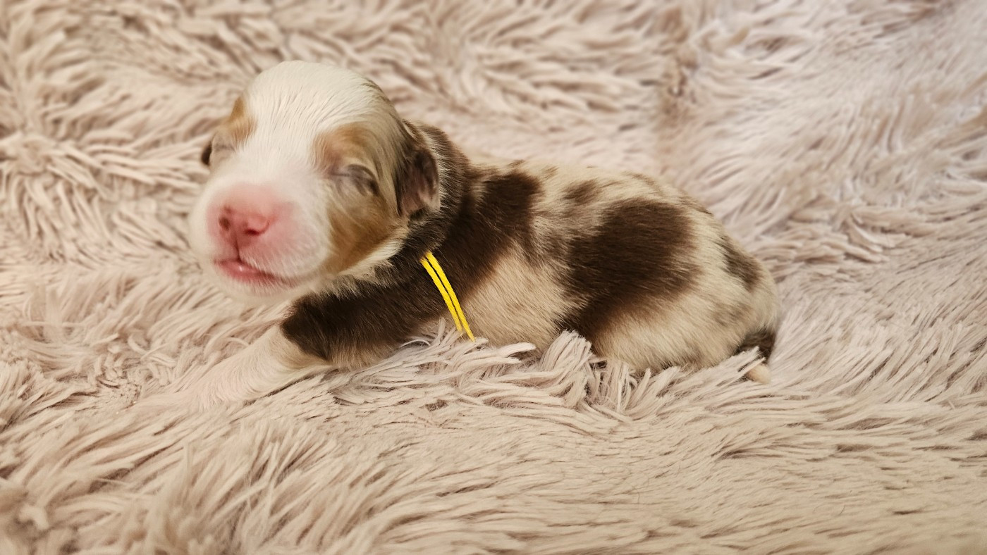 The Wolf In The Valley - Chiots disponibles - Berger Américain Miniature 