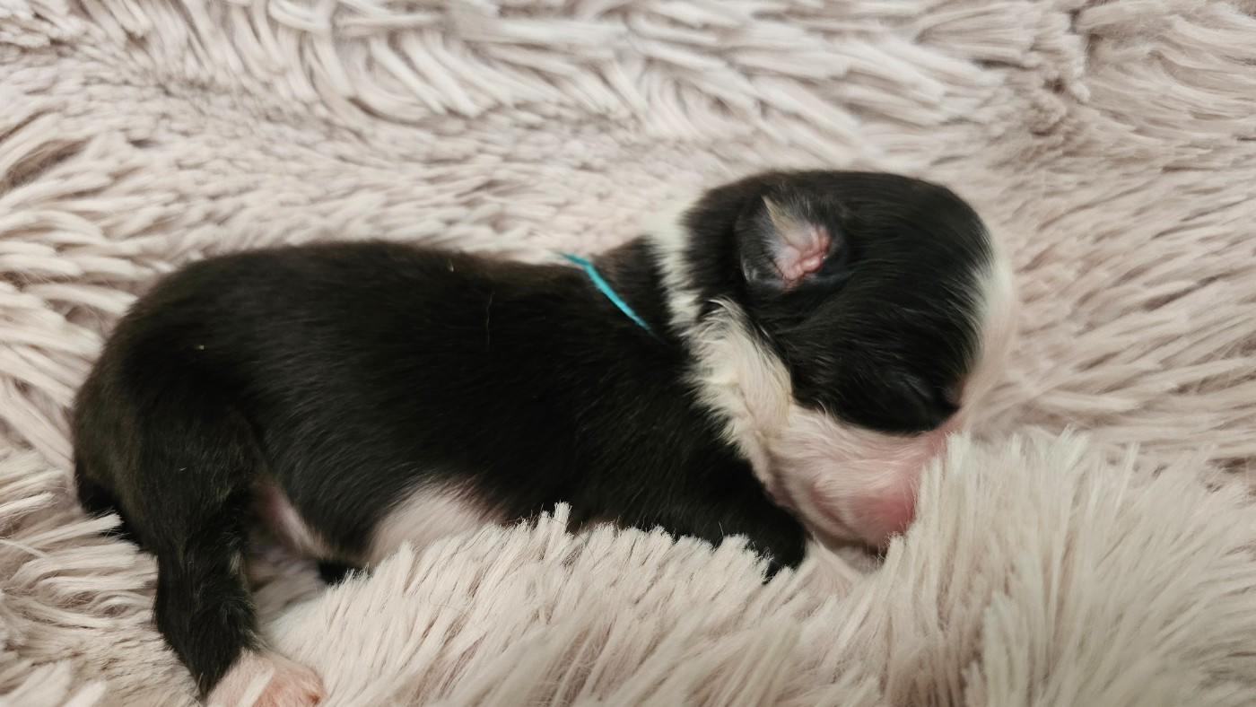 The Wolf In The Valley - Chiots disponibles - Berger Américain Miniature 