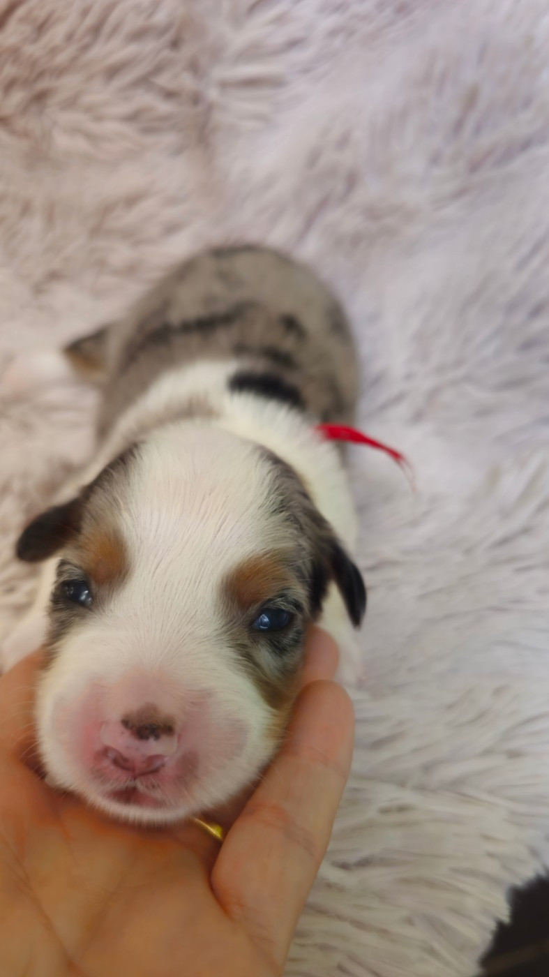 The Wolf In The Valley - Chiots disponibles - Berger Américain Miniature 