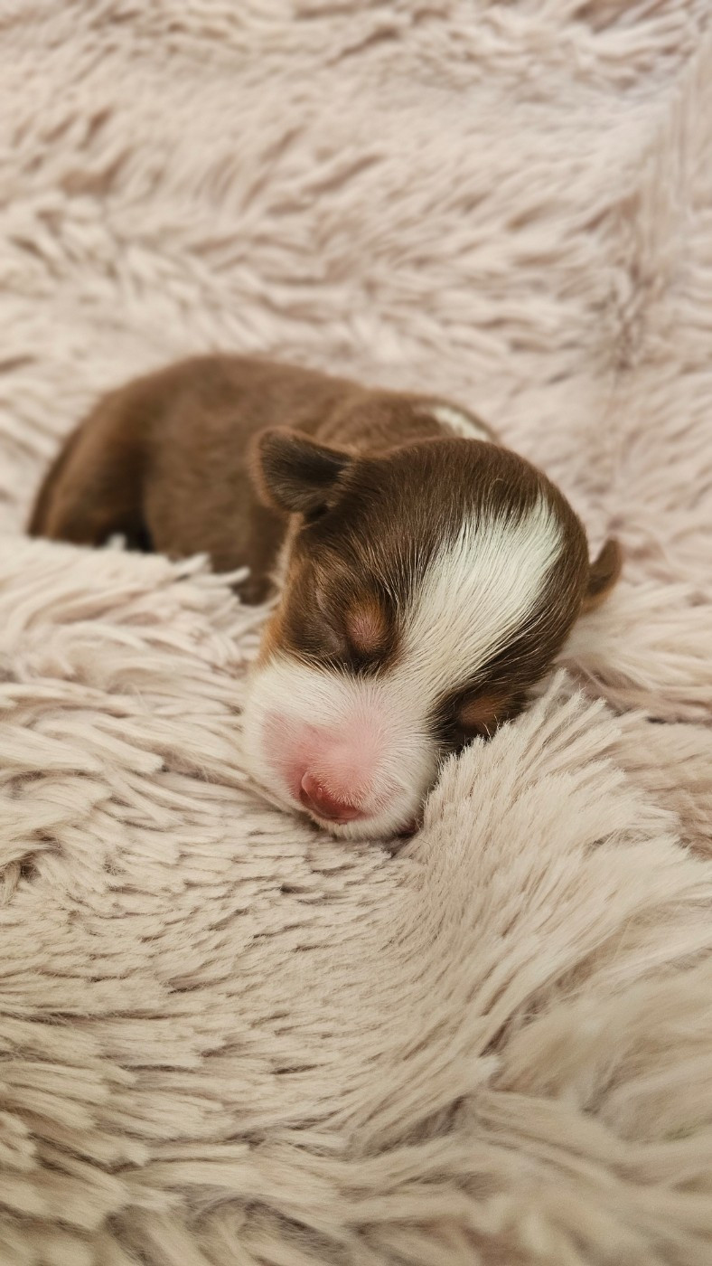 The Wolf In The Valley - Chiots disponibles - Berger Américain Miniature 