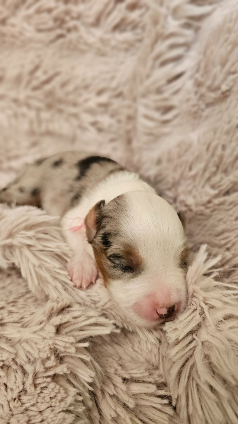 The Wolf In The Valley - Chiots disponibles - Berger Américain Miniature 