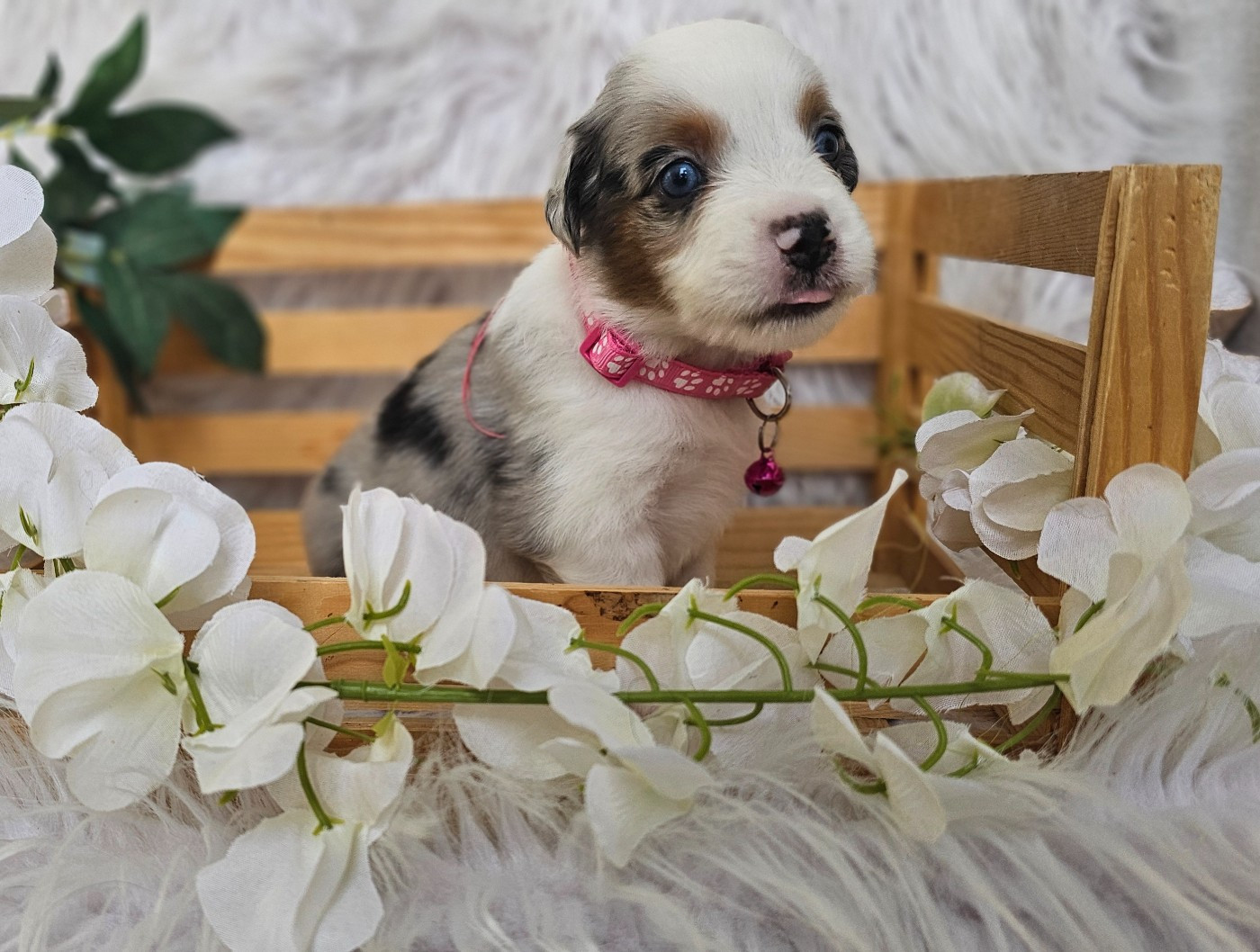The Wolf In The Valley - Chiots disponibles - Berger Américain Miniature 