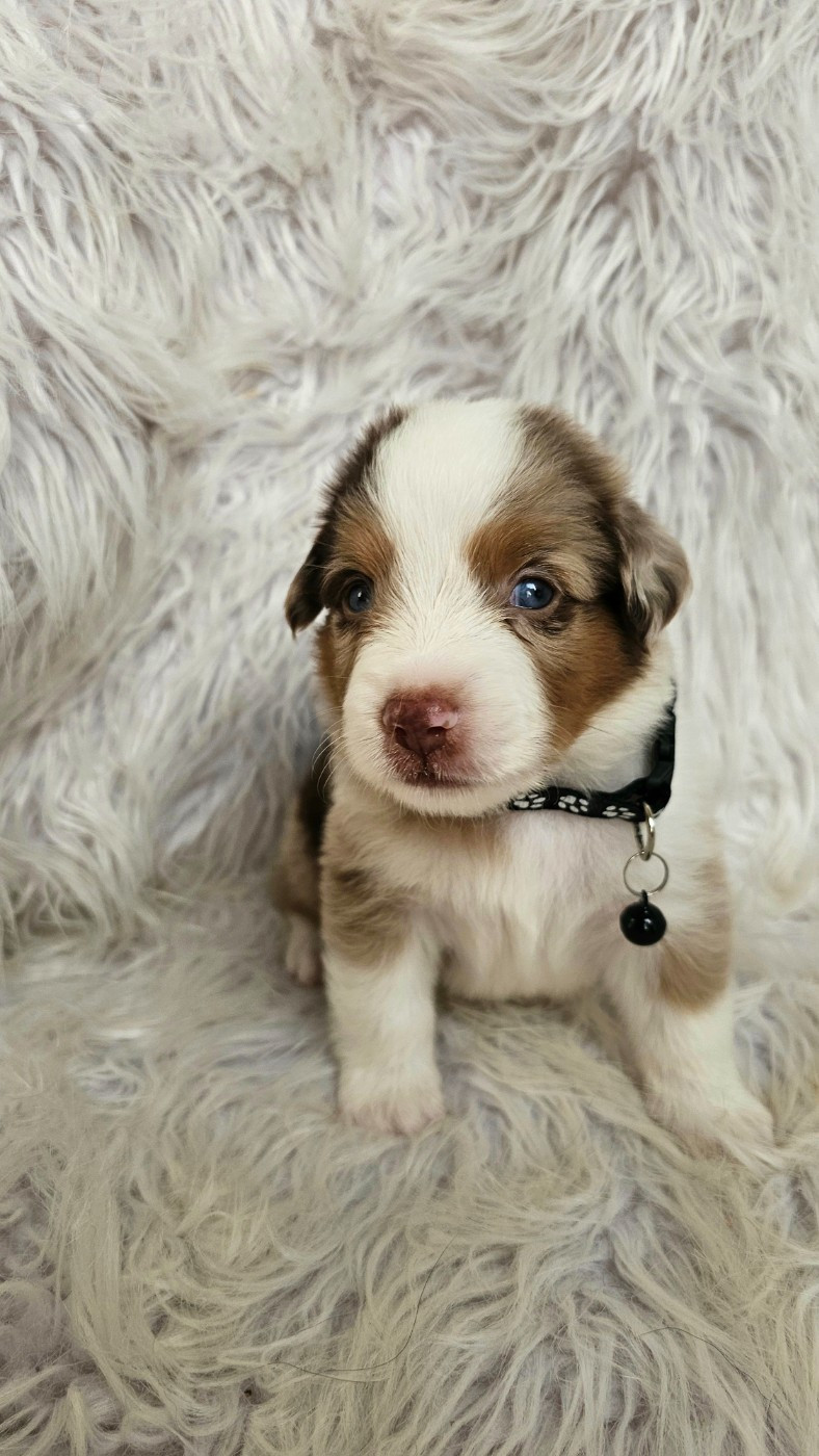 The Wolf In The Valley - Chiots disponibles - Berger Américain Miniature 