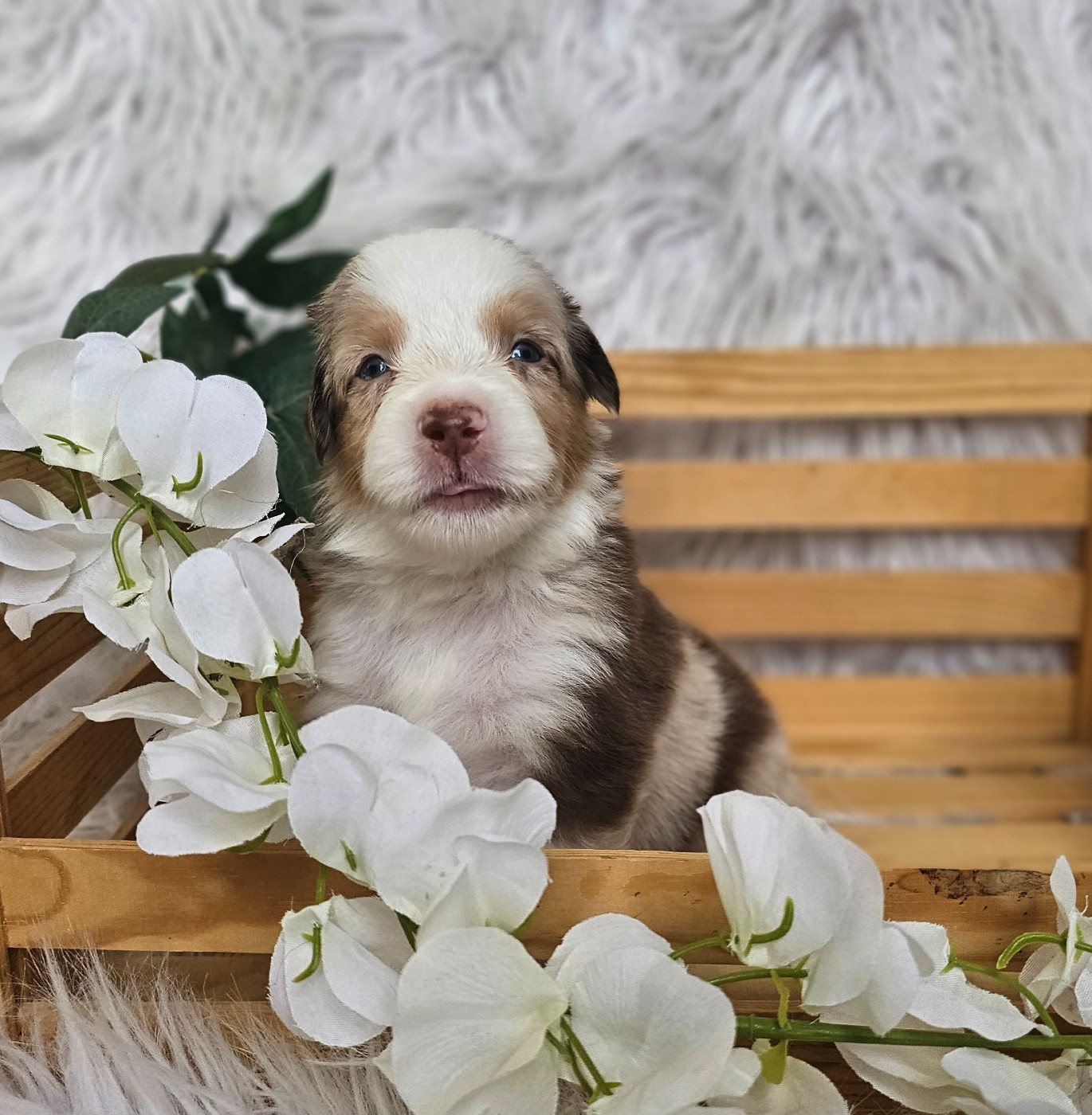 The Wolf In The Valley - Chiots disponibles - Berger Américain Miniature 