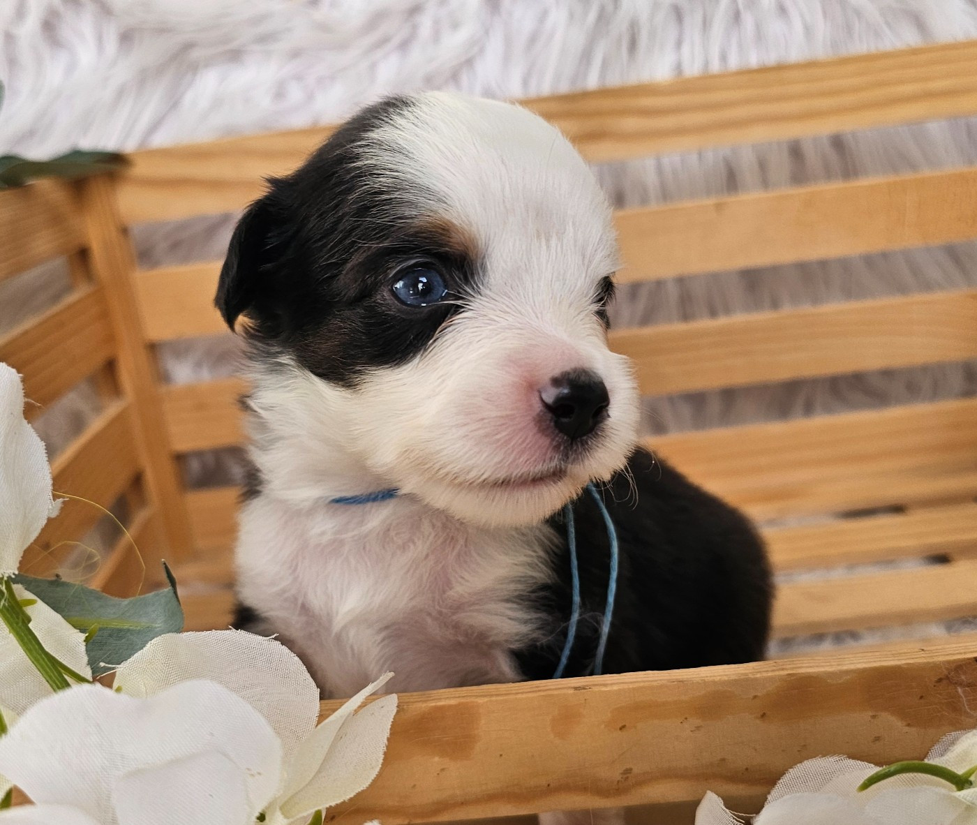 The Wolf In The Valley - Chiots disponibles - Berger Américain Miniature 