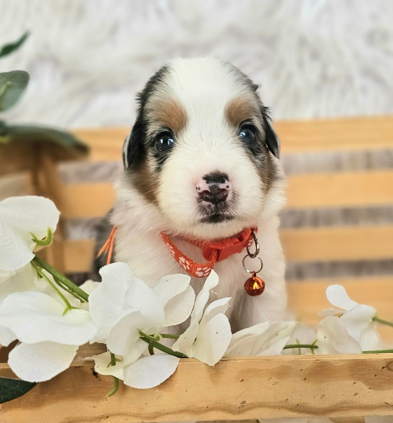 The Wolf In The Valley - Chiots disponibles - Berger Américain Miniature 