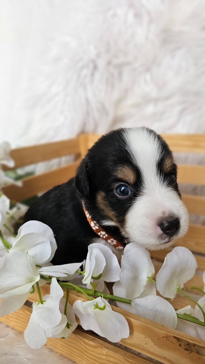 The Wolf In The Valley - Chiots disponibles - Berger Américain Miniature 