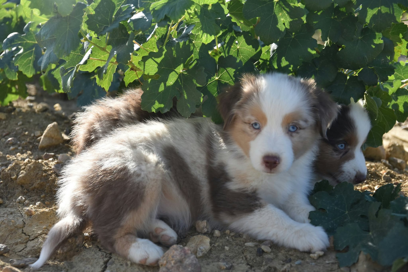 The Wolf In The Valley - Chiots disponibles - Berger Américain Miniature 