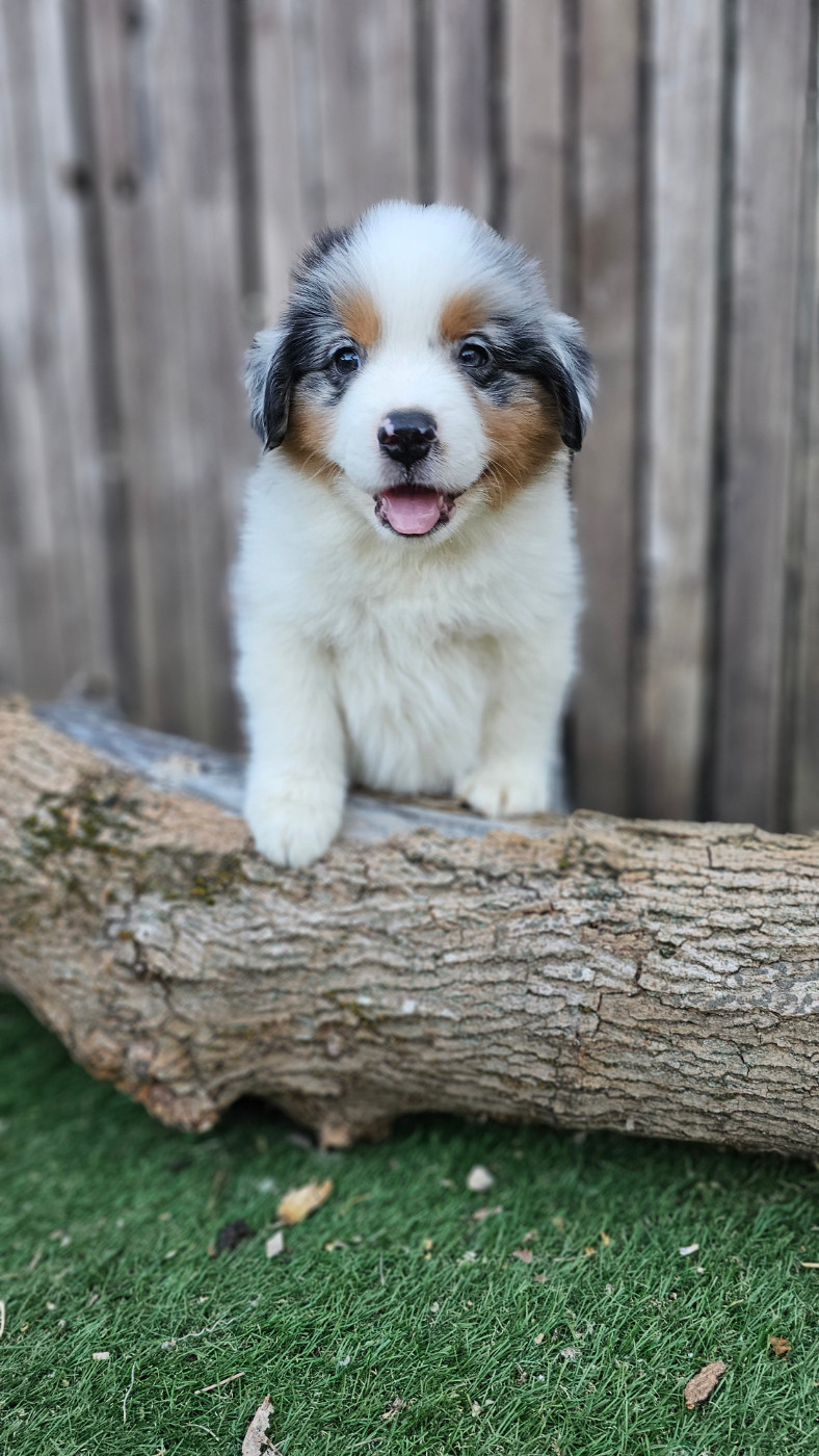 The Wolf In The Valley - Chiots disponibles - Berger Américain Miniature 