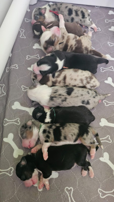CHIOT 1