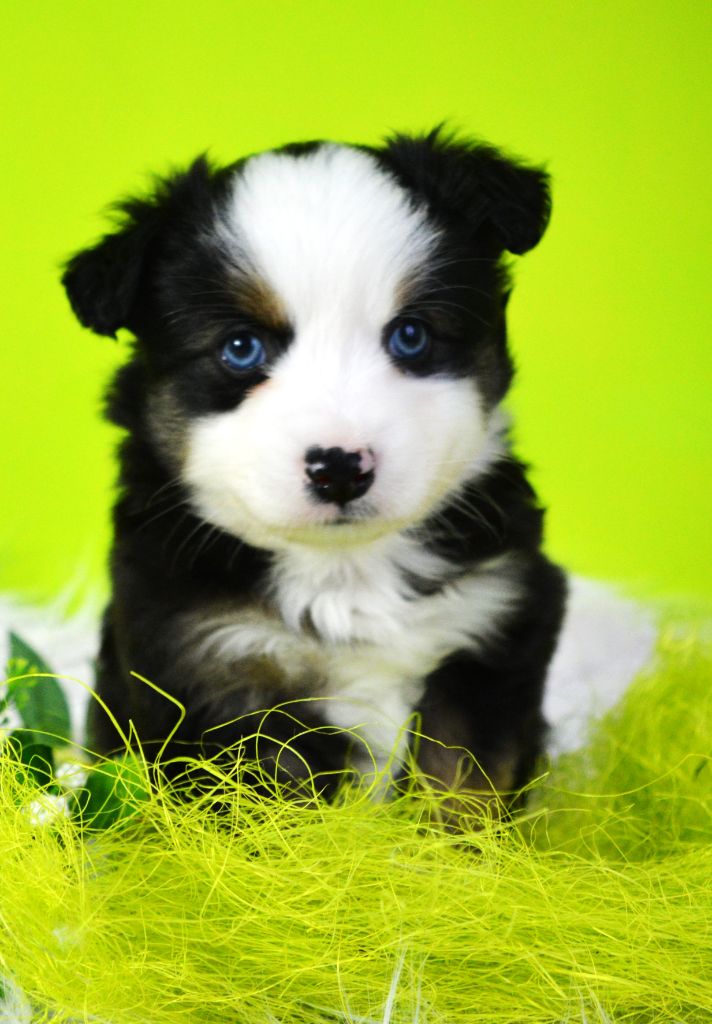 The Wolf In The Valley - Chiots disponibles - Berger Américain Miniature 
